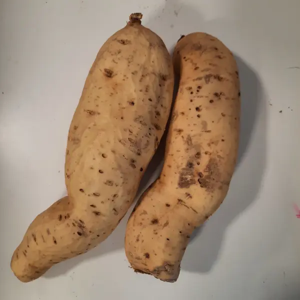 Patate douce blanche