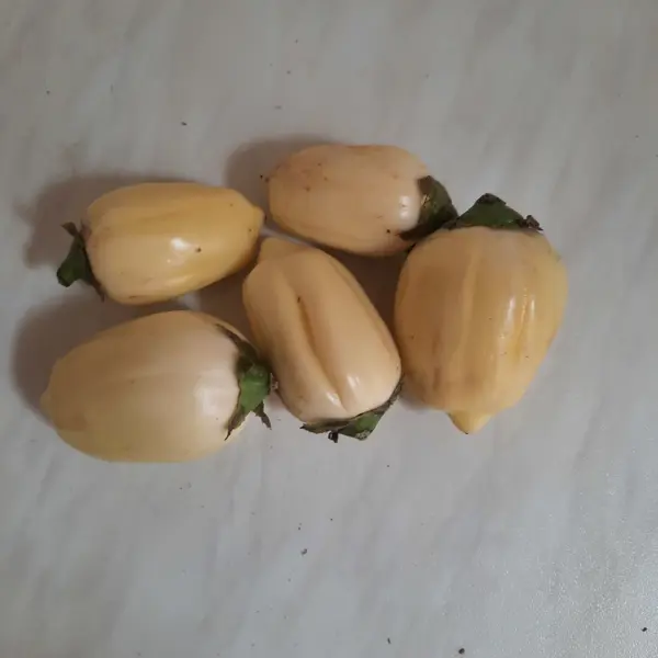 Aubergines africaines